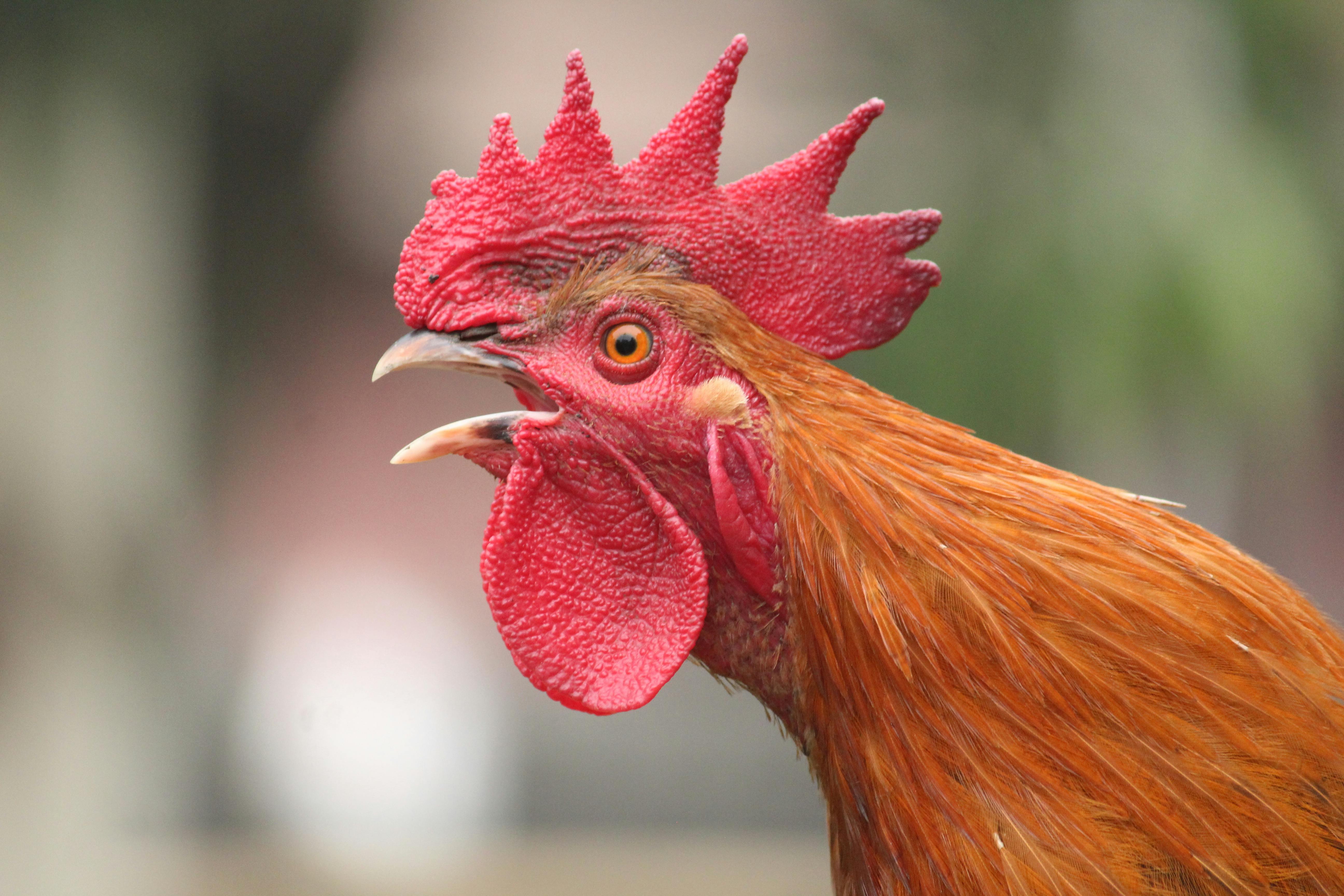 Smart Ways to Smoke Wings at 225°F for Perfect Flavor (2025)