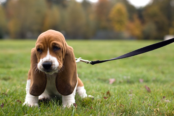 How to Leash Train a Dog