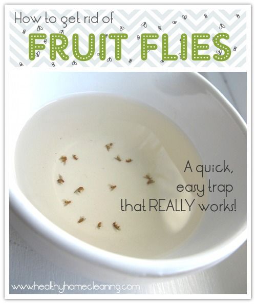 Ways to Kill Flies