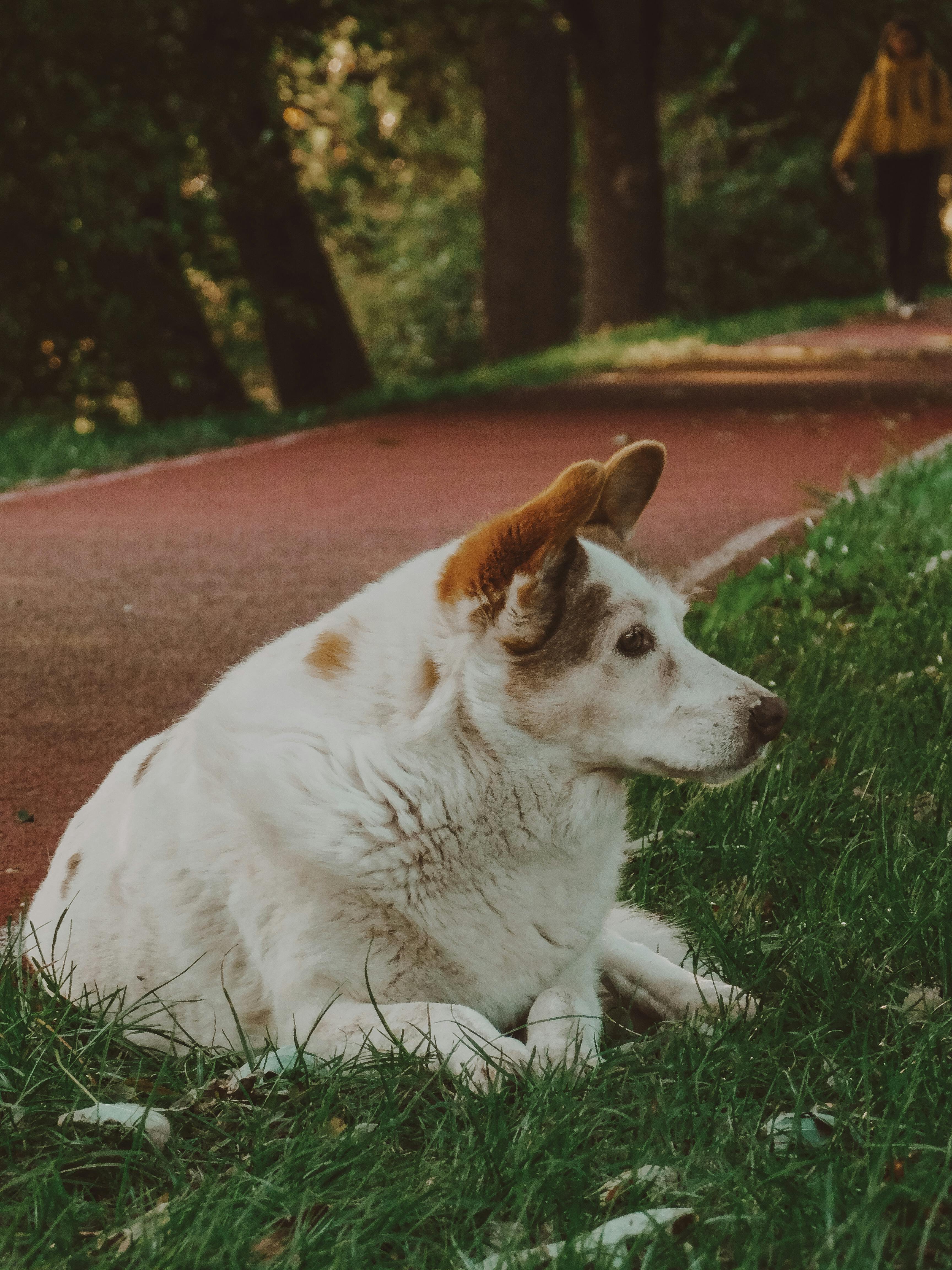 Recognizing Dog Fever Signs